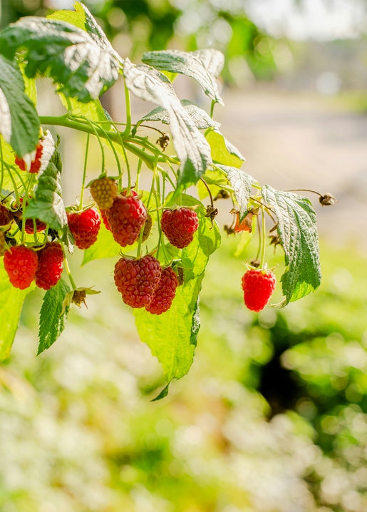 Close-up of ripe raspberries hanging from a sunlit branch with green leaves