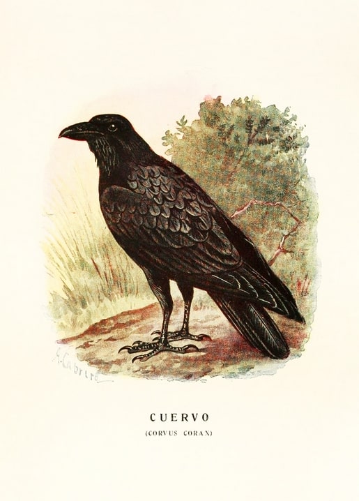 Vintage illustration of a raven, Corvus corax, standing on rocky ground before green brush