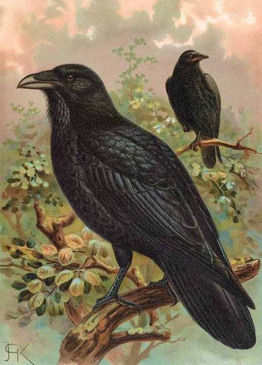 Vintage illustration of two Common Ravens on a blossoming branch under a pink evening sky