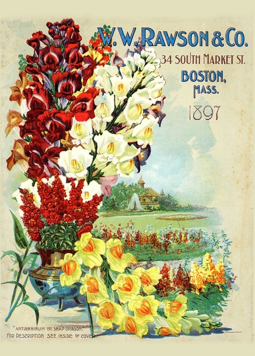 1897 W.W. Rawson & Co. seed catalog cover with red and white snapdragons and yellow blooms