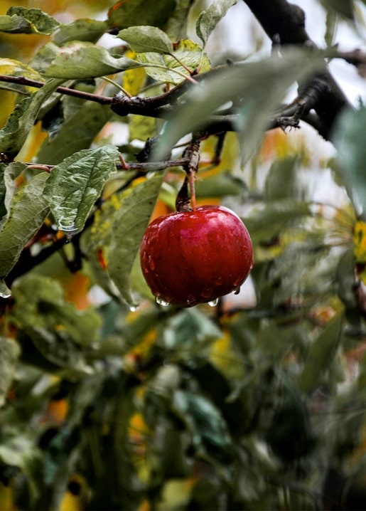 Roter Apfel mit Regentropfen zwischen grünen Gartenblättern