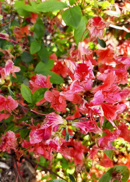 Cluster of coral-red azalea blossoms among fresh green leaves