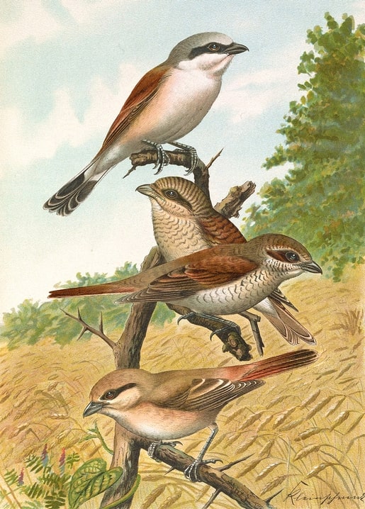 Red-backed Shrike and two Isabelline Shrikes perched on thorny branches above a wheat field