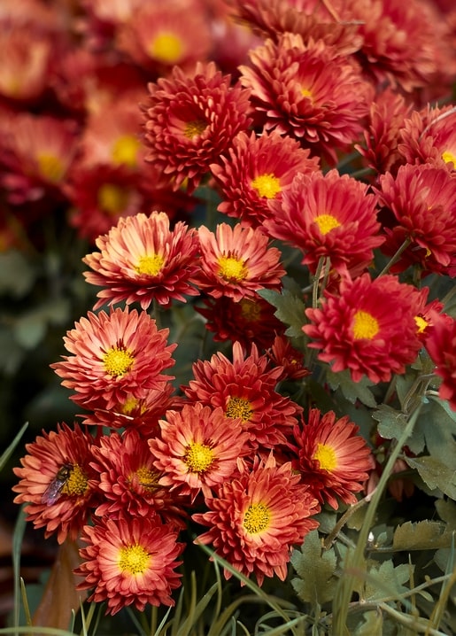 Nahaufnahme roter und orangefarbener Chrysanthemenblüten mit einer Biene zwischen den Blütenblättern