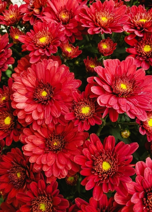 Close-up of deep red chrysanthemums in full bloom with golden centers
