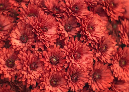 Dichtes Bündel rostroter Chrysanthemen, das das Bild randvoll ausfüllt