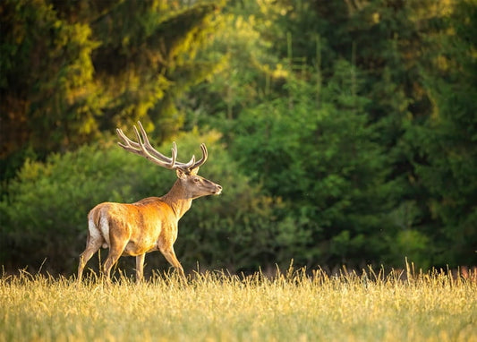 Rothirsch mit hohem Geweih läuft über eine goldene Wiese am Waldrand