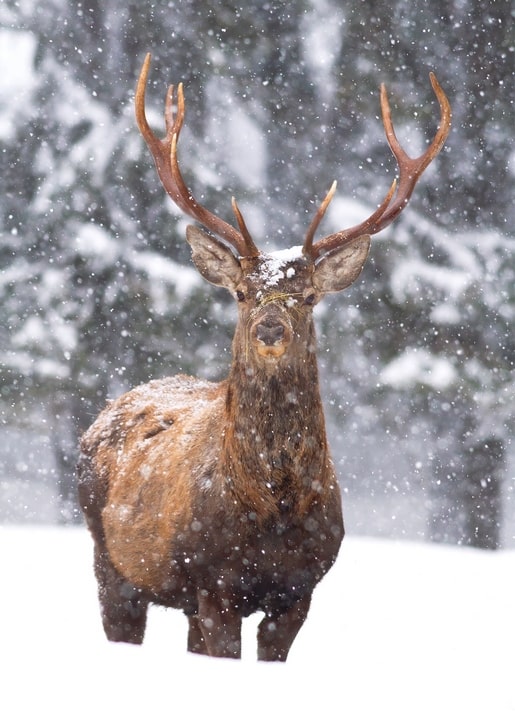Red deer stag with frosted antlers standing in heavy snowfall near a dark forest