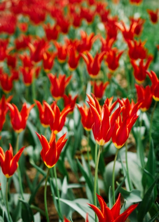 Field of scarlet lily-flowered tulips with yellow-edged petals in soft focus
