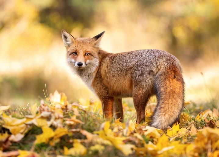 Ein Rotfuchs steht wachsam im goldenen herbstlichen Laub und blickt in die Kamera