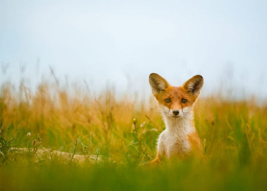 Junger Rotfuchs blickt aus hohem, goldenem Gras auf einer Sommerwiese hervor