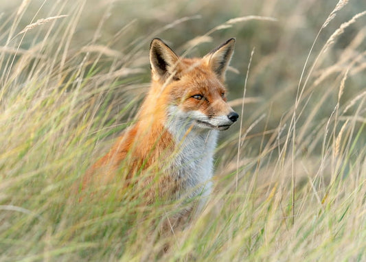 Red fox sitting alert in tall golden meadow grass