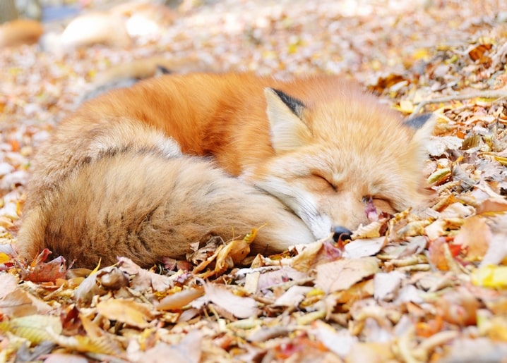 Rotfuchs schläft zusammengerollt im gefallenen Herbstlaub