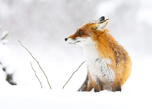 Red fox sitting in falling snow with bare twigs nearby
