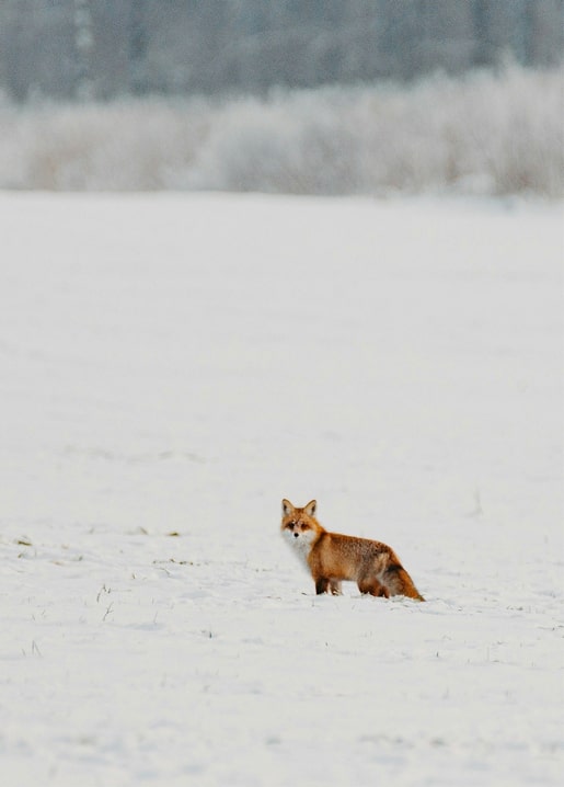 Rotfuchs steht in verschneitem Feld und blickt über die Schulter zurück