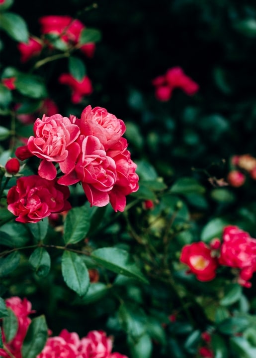 Tiefrote Rosen in Nahaufnahme vor dunkelgrünem Laub