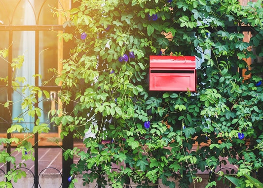 Red mailbox almost hidden by climbing morning glory vines on a garden gate