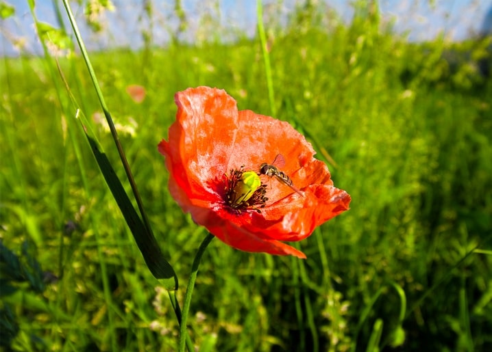 Red poppy flower with a bee in the center, surrounded by green summer grass