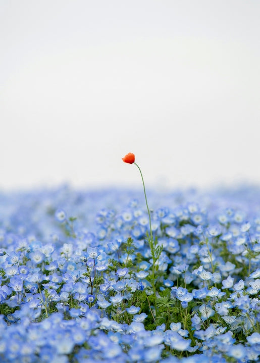 A single red poppy standing above a field of pale blue nemophila flowers