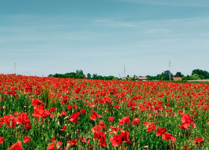Feld roter Mohnblumen unter klarem Himmel bis zum Horizont