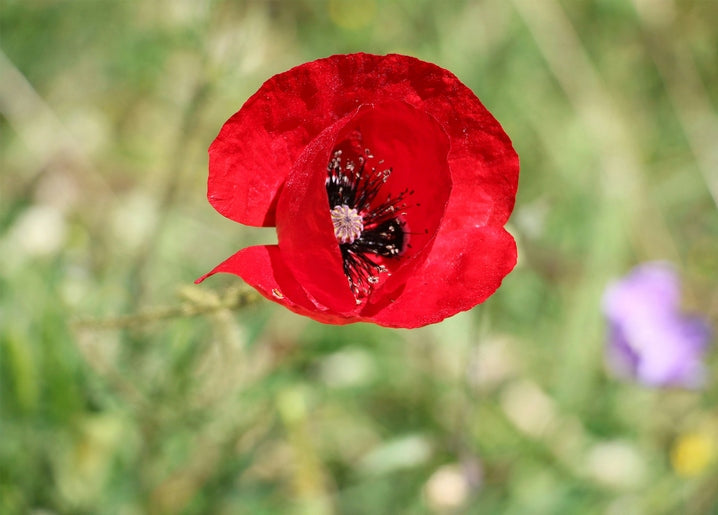 Close-up of a single red poppy flower in a green meadow