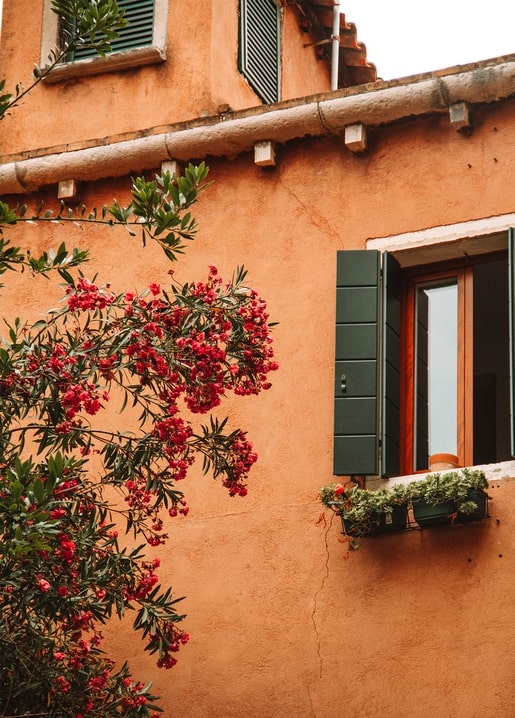 Red-flowering shrub climbing a terracotta wall beside green window shutters