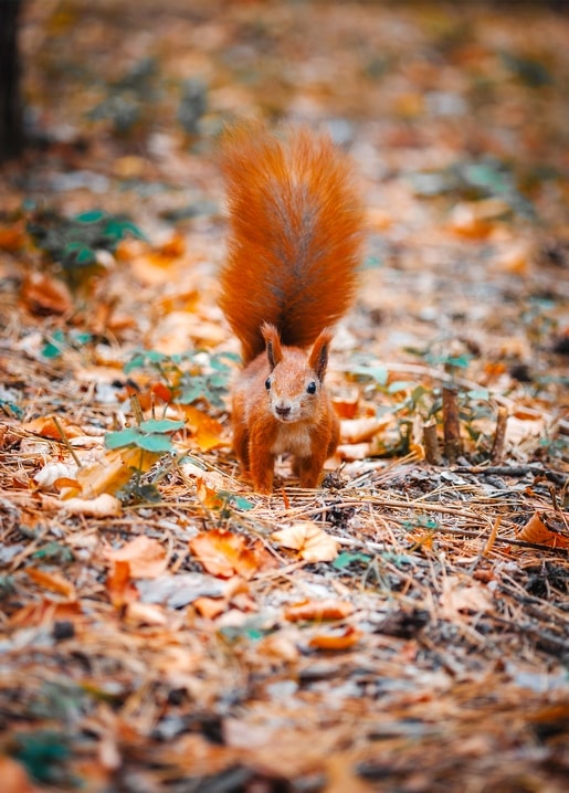 Eichhörnchen steht auf herbstlichem Laub im Wald