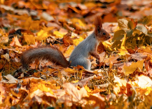 Red squirrel standing on a carpet of fallen autumn leaves