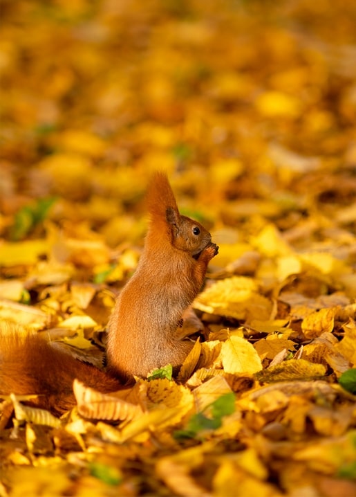 Rotes Eichhörnchen auf goldenem Herbstlaub, eine Nuss in den Pfoten haltend