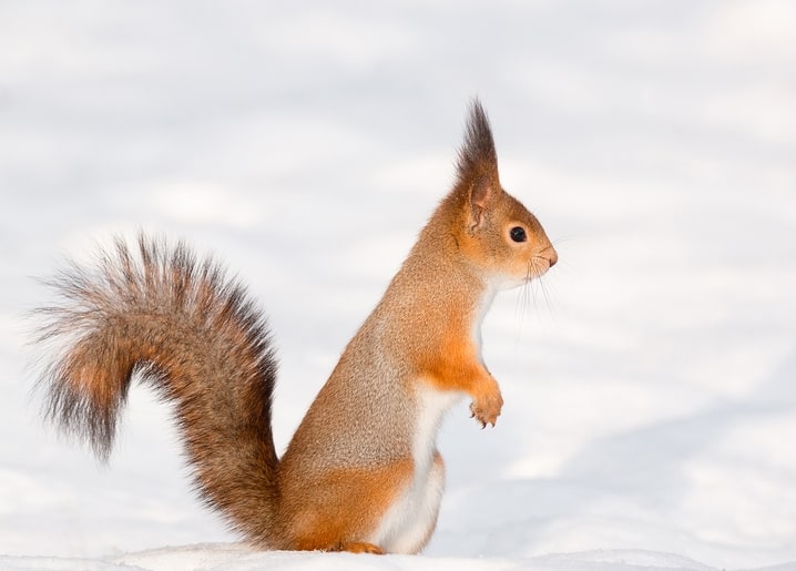 Red squirrel standing upright in the snow with ear tufts raised