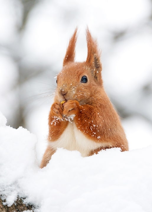 Red squirrel with snow-dusted fur peeking out of a snowdrift
