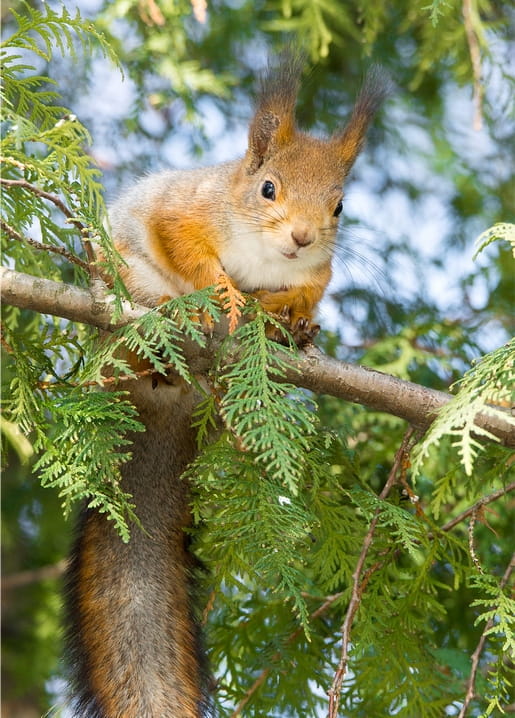 Red squirrel perched on a thuja branch looking at the camera