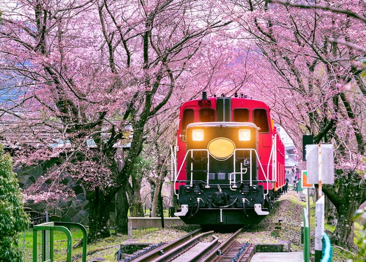 Red diesel train with headlights on, passing through a tunnel of blooming cherry blossom trees