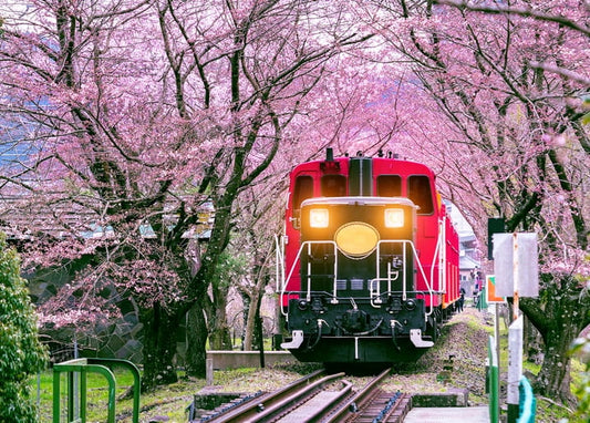 Red diesel train with headlights on, passing through a tunnel of blooming cherry blossom trees