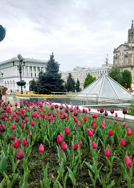 Red tulip beds on Maidan Nezalezhnosti with a glass pyramid roof and colonnade behind, Kyiv