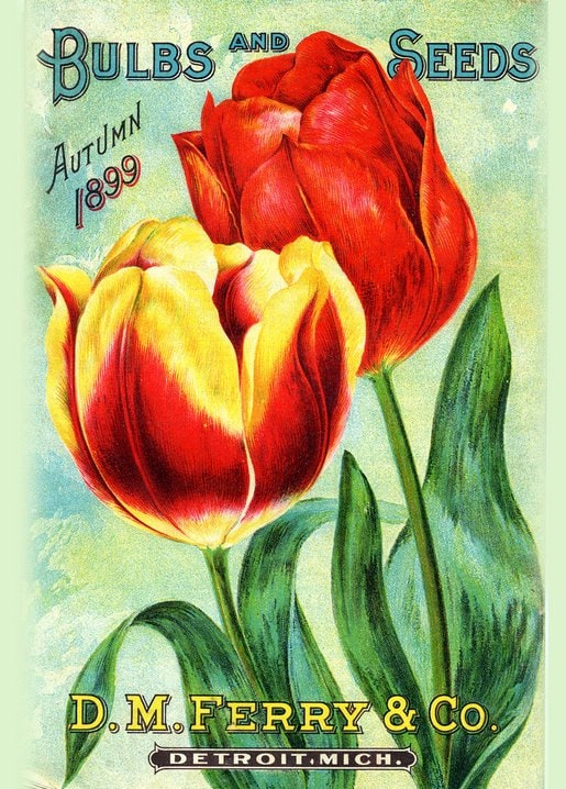D.M. Ferry & Co. 1899 seed catalog cover with one red tulip and one red-and-yellow tulip.