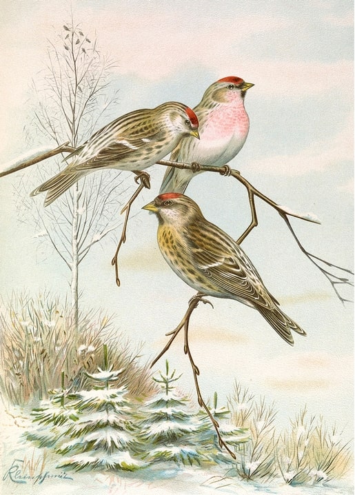 Vintage illustration of three common redpolls with red caps on snowy branches