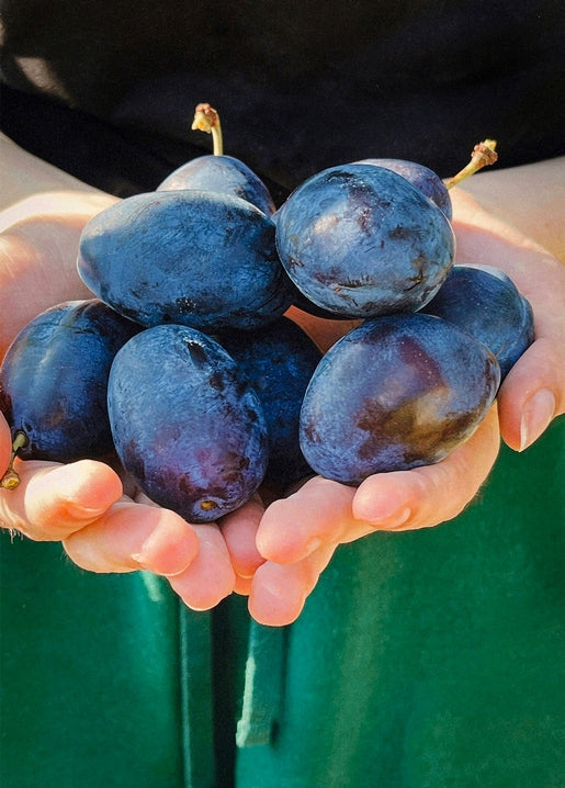 Two hands cupping a heap of ripe blue-purple plums with a green apron in the background