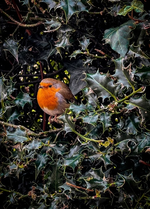 European robin with red breast perched on a branch among dark holly leaves