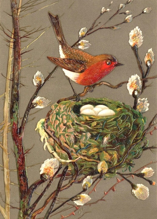 Gemaltes Rotkehlchen auf einem Weidenkätzchenzweig über einem Nest mit blassen Eiern