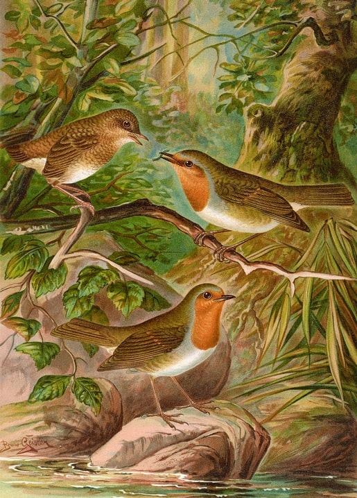 Three European robins on a mossy branch beside a woodland stream