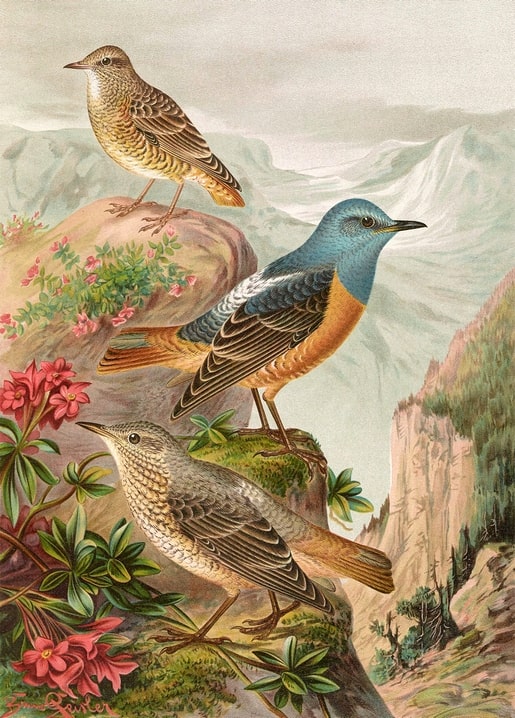 Blue-headed rock thrush among pink alpine rhododendrons with two speckled companions, vintage illustration