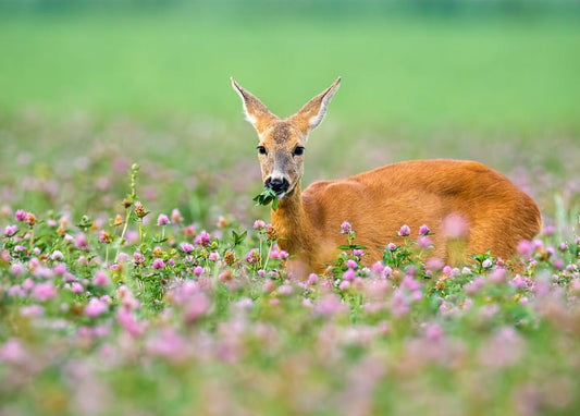 Young roe deer with velvet antlers grazing among blooming pink clover in a green meadow