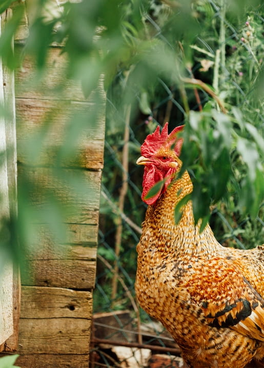 Red-combed rooster peeking through green spring leaves near a wooden shed and wire fence