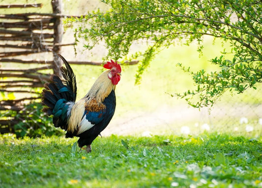 Rooster with iridescent tail feathers crowing near a wicker fence in spring grass