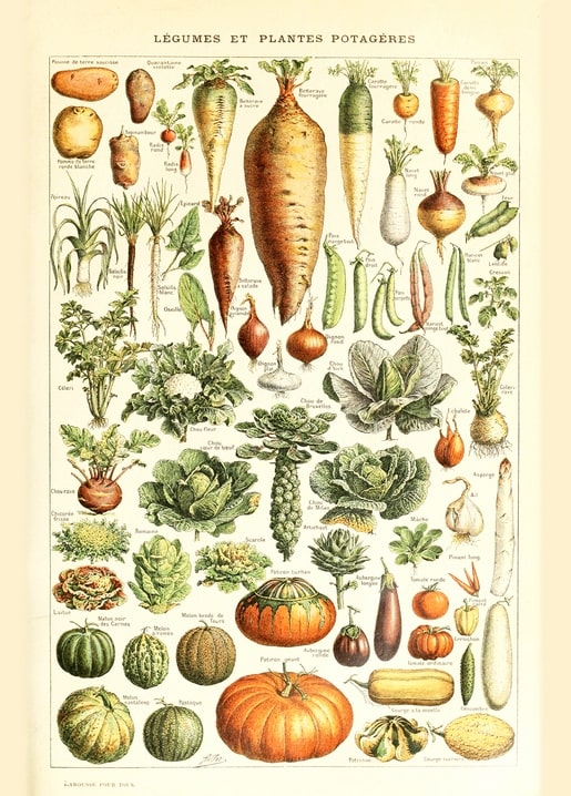 Vintage botanical chart of kitchen-garden vegetables including pumpkins and root crops