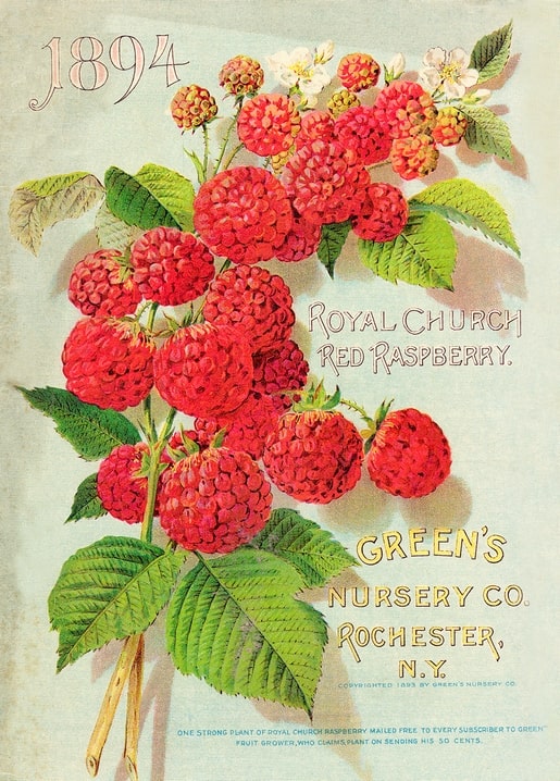 1894 Green's Nursery Co. catalog cover with Royal Church red raspberries and blossoms