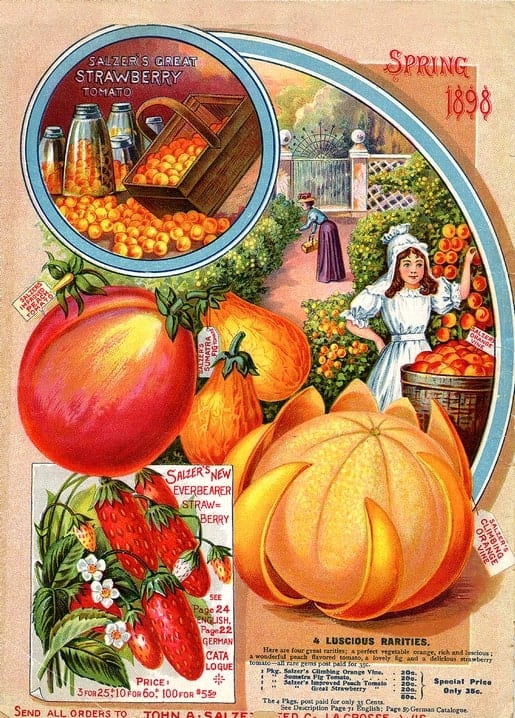 Vintage 1898 seed catalog cover with strawberries, unusual tomato varieties, jars, and a garden scene