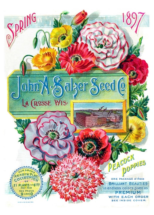 Katalogcover der John A. Salzer Seed Co. von 1897 mit roten, rosa und gelben Mohnblüten