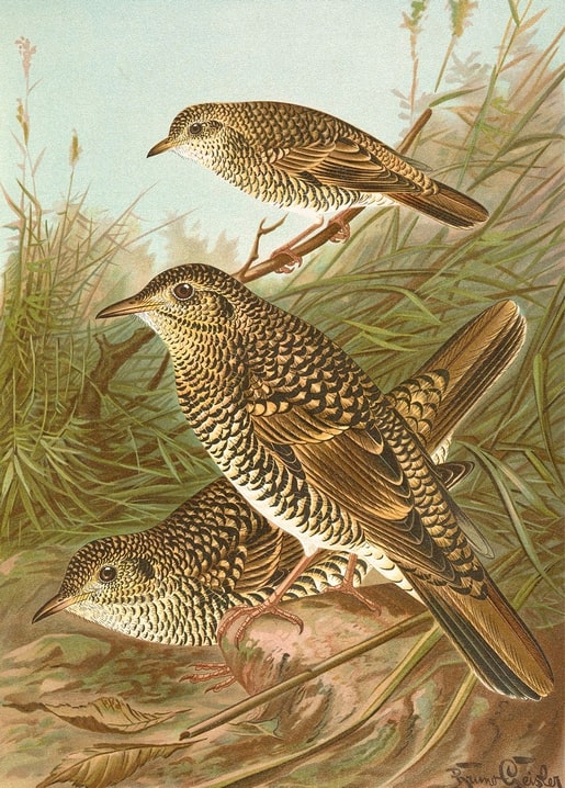 Three scaly-plumaged thrushes among tall grass and dry leaves